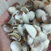 صدف
