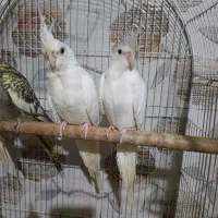 عروس آلبینو و سینامون سرلاکی تا بالغ و گرینچیک|پرنده|آستانه اشرفیه, |دیوار