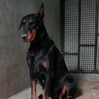 دابرمن پینچر|سگ|بومهن, |دیوار