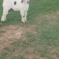 یک عدد بزغاله دامازلیخ نر مناسب برای نگهداری