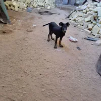 سگ دوبرمن اصل