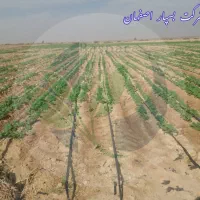 نوار تیپ آبیاری قطره ای