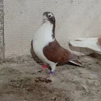 کبوتر آنتیک|پرنده|خرم‌آباد, |دیوار