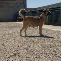 توله سگ سرابی اصیل ذات قدیم|سگ|اصفهان, سپاهان‌شهر|دیوار