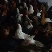 مرغ تخمگذار و جوجه کبابی