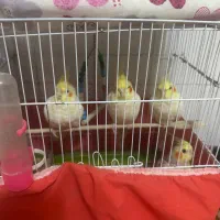 فروش عروس هلندی