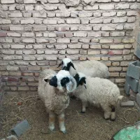 گوسفند