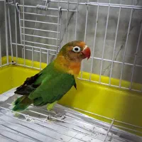 طوطی برزیلی فیشر|پرنده|دزفول, |دیوار