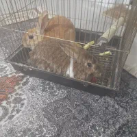 خرگوش نر و ماده