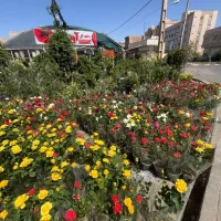 حراج رز هلندی