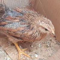 دوعدد جوجه محلی رسمی مرغ وخروس