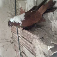 ککلی نر|پرنده|اردبیل, |دیوار