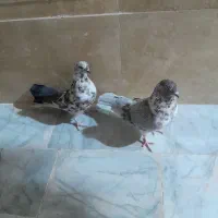 جفت نرماده نسل قدیم|پرنده|زابل, |دیوار