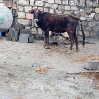 یک رس گاو محلی هفت ماه ابستن