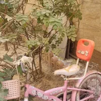 دوچرخه دخترانه|دوچرخه، اسکیت، اسکوتر|شهریار, شهریار|دیوار