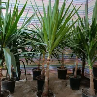 یوکا .شفلرا.خرفه ای.|گل و گیاه طبیعی|مشهد, کوی المهدی|دیوار