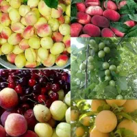 فروش نهال های با کیفیت و اصلاح شده