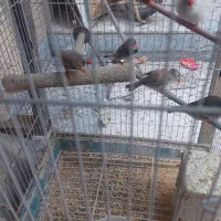 فنچ|پرنده|ری, شهید غیوری (ابن باویه)|دیوار