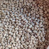 لوبیا چیتی درجه 1