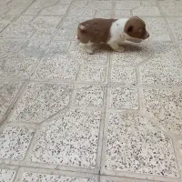 سگ پا کوتاه