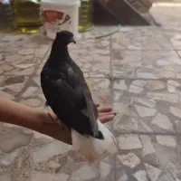 کبوتر اشعل نر