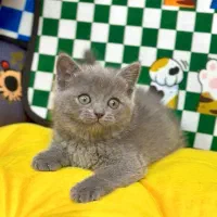 Blue گربه های