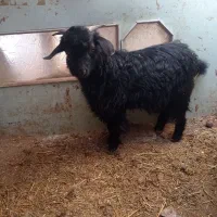 یک عدد بزغاله نر سالم