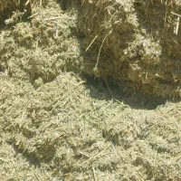 علف خوردشده۲۰۰۰۰۰|خدمات باغبانی و درختکاری|لاران, |دیوار