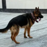 ژرمن ماده شیب دار|سگ|اصفهان, بهارستان|دیوار