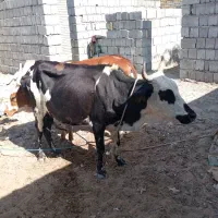 گوساله|حیوانات مزرعه|بمانی, |دیوار