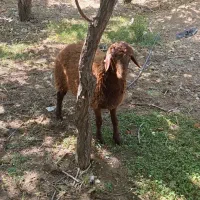 بره نرهمو  و بره  ماده هترو و همو