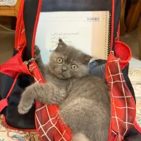 گربه اسکاتیش|گربه|آمل, |دیوار