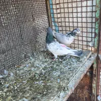 یه جفت پاکستانی|پرنده|سمنان, |دیوار