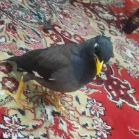 مرغ مینا سخنگو