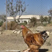 خروس برهما
