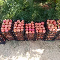 انار سیاب کوهدشت صادراتی|خوردنی و آشامیدنی|کرج, میدان میوه و تره بار مرکزی|دیوار