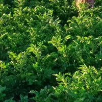 خرید و فروش ماشین