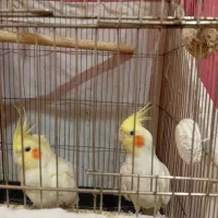 یه جفت عروس هلندی|پرنده|تهران, شمشیری|دیوار