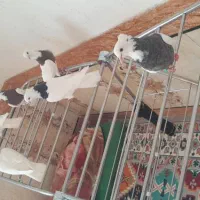 کبوتر|پرنده|شوشتر, |دیوار