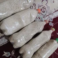 بذر درمانی