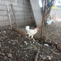 مرغ و خروس نژاد گلین|حیوانات مزرعه|گتاب, |دیوار