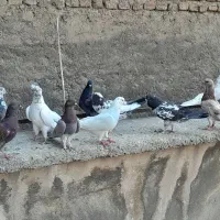 کبوتر کفتر