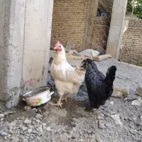 مرغ محلی