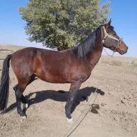 اسب نرینه جوان تیز پرسرعت