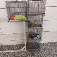 قفس غلامی پرنده