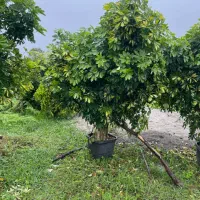 گلخانه گل درخت|گل و گیاه طبیعی|سیرجان, |دیوار