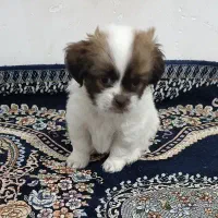 سگ شیترو عروسکی