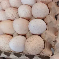 تخم بوقلمون