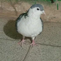 ساده مگسی ماده|پرنده|مشهد, ویلاشهر|دیوار