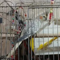 یک عدد عروس هلندی ماده معاوز با نر